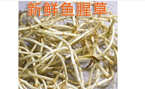 魚腥草可以治腮腺炎嗎？魚腥草能治咳嗽嗎？