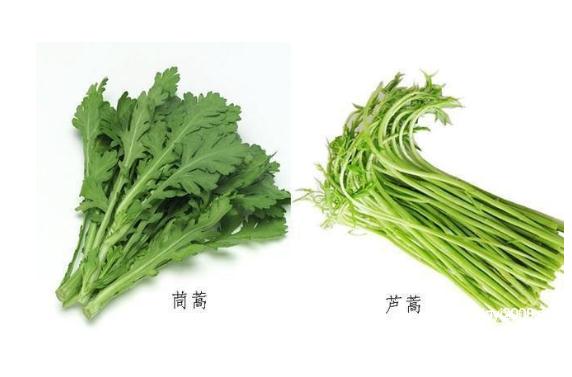 蘆蒿和茼蒿有什么區(qū)別？茼蒿可以和什么搭配吃？