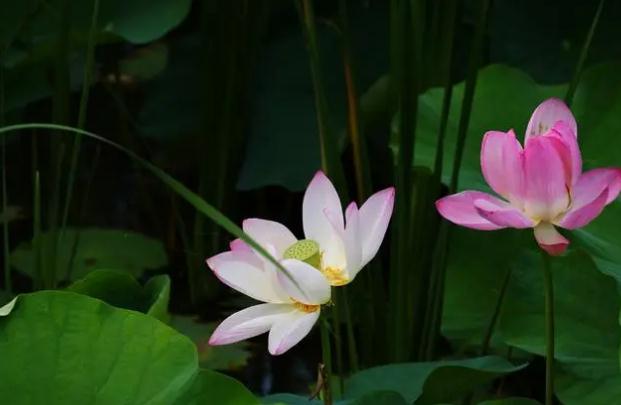 荷花酒怎么做？荷花煙為什么這么火？