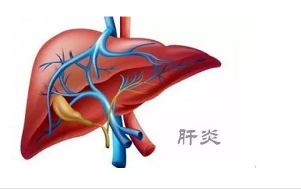 乙肝疫苗可以預(yù)防肝癌嗎？肝癌是怎么造成的呢？