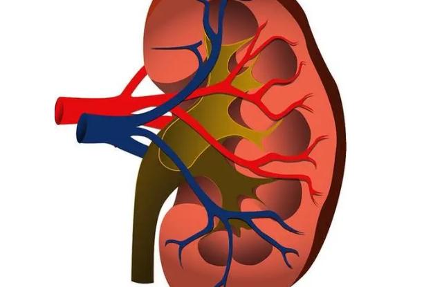 慢性腎臟病有哪些？慢性腎臟病有什么癥狀？