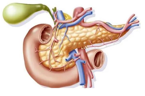 胰腺的功能 ？胰腺炎恢復(fù)期能吃胡蘿卜嗎？