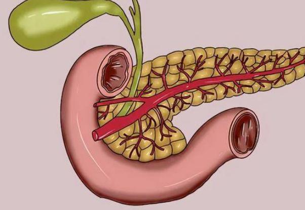 急性胰腺炎可以買保險嗎 ？人體器官胰腺的功能和作用？
