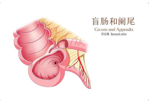 體檢能查出闌尾炎嗎 闌尾炎b超能查出來(lái)嗎