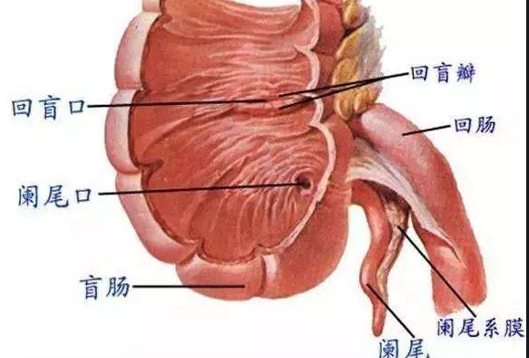 闌尾炎怎么檢查出來 闌尾炎是哪里疼