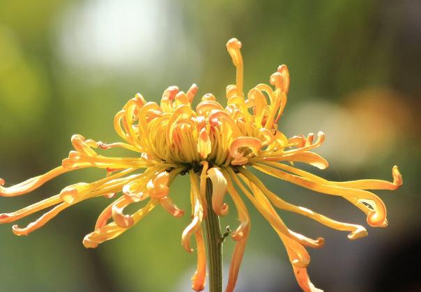 菊花腦是什么菜 ？菊花可以吃嗎？