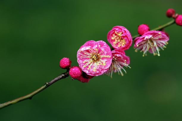 梅花糕的來歷 ？話梅花生的做法？