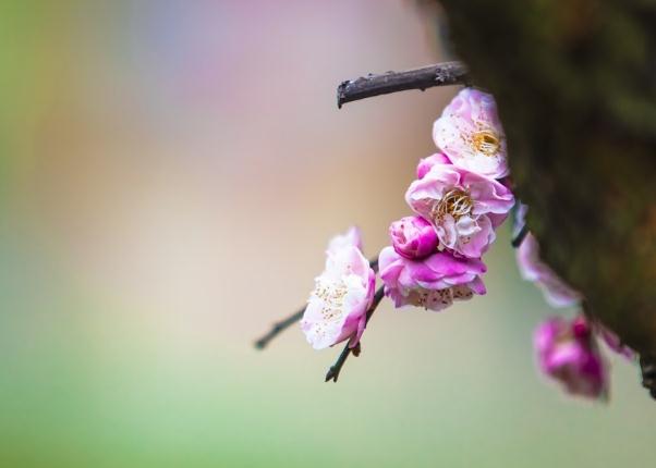 梅花的雅稱綽號別名？梅花能和雞蛋一起吃嗎？