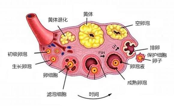 激素六項能判斷卵巢早衰嗎 卵巢早衰診斷標(biāo)準(zhǔn)是什么