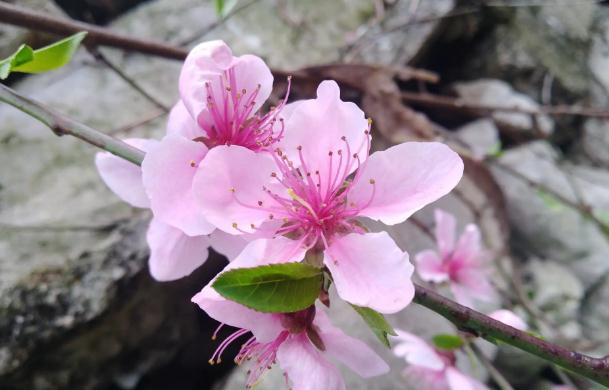 桃花茶通便的正確喝法？桃花茶功效有哪些？