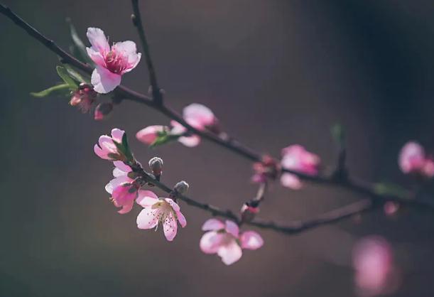 古人對桃花的雅稱？喝桃花茶有什么好處？