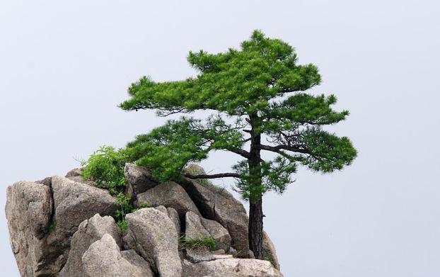 褲子上松樹油干了怎么去掉？松樹的種類？