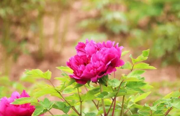 牡丹花茶可祛斑？木芙蓉牡丹花茶？