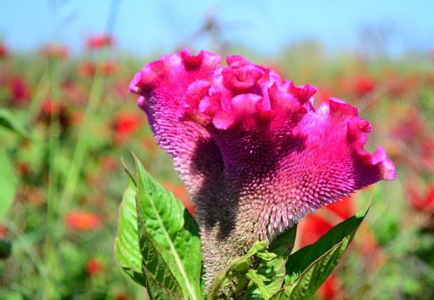 雞冠花種子的種植方法？雞冠花茶？