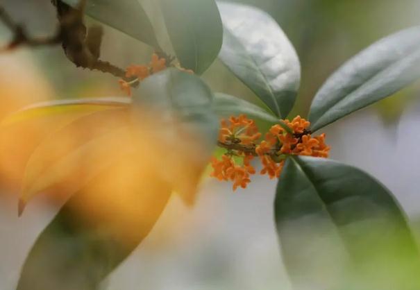 桂花茶的好處？桂花茶的其它搭配？