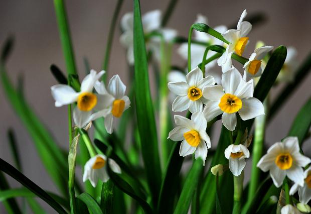 水仙花開(kāi)過(guò)后怎么處理？水仙花的葉子可以修剪嗎？