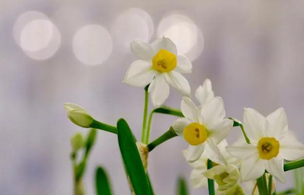 水仙花養(yǎng)多久開花？水仙花長(zhǎng)什么樣？