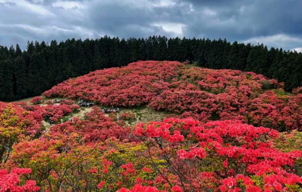 如何移栽野生杜鵑花？杜鵑花能放室內(nèi)嗎？