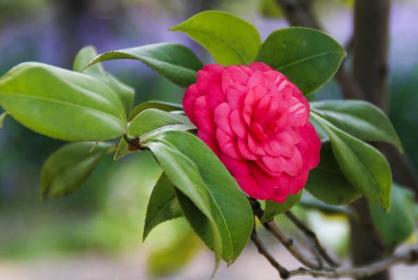 茶花長花骨朵后如何促進(jìn)花開？山茶花有香味嗎？