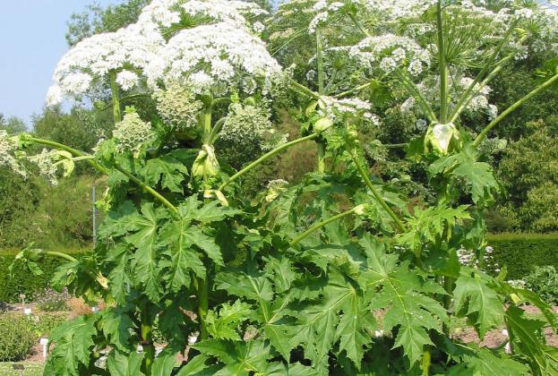 白芷醋液根治灰指甲？白芷粉能去痘印嗎？