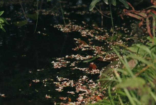 桂花樹枝怎么用水生根 ？桂花和什么一起泡茶喝？