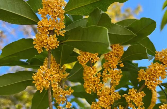 桂花酒泡多久可以喝？鮮桂花可以泡茶喝嗎？