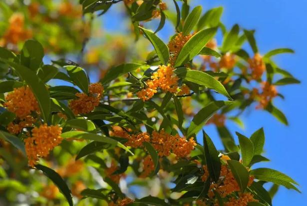 桂花樹(shù)苗怎么種植方法？如何清燉桂花魚(yú)？