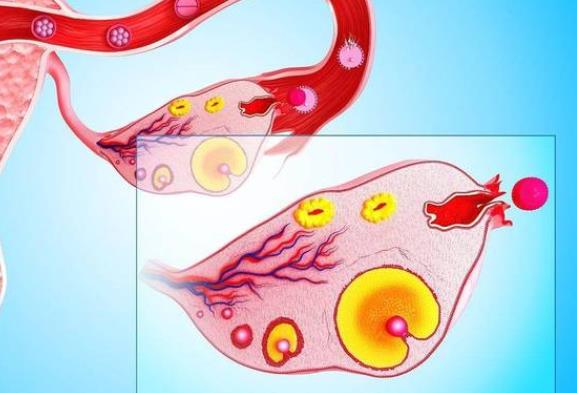 卵子質量差怎么回事 卵子質量差能懷孕嗎