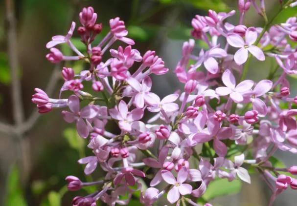 丁香花幾月開？丁香花如何扦插繁殖？