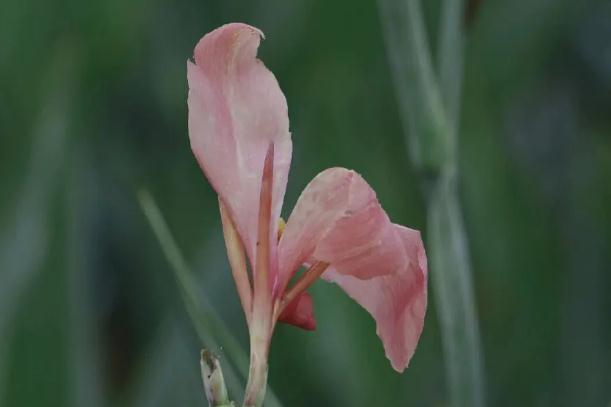 美人蕉種植方法和時間？美人蕉什么季節(jié)開花？