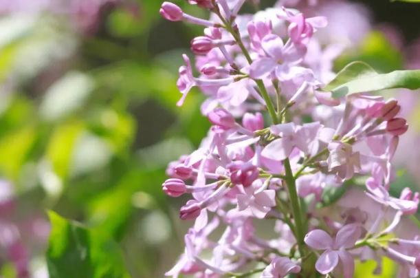 丁香花怎么泡茶喝？丁香花怎么養(yǎng)開花好？