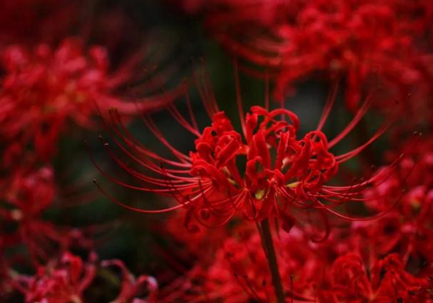 彼岸花要多久才開(kāi)花？彼岸花為什么不開(kāi)花只長(zhǎng)葉子呢？