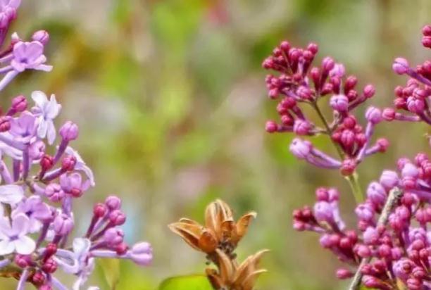 丁香花種植方法？丁香花是什么樣子的？