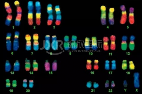 美國HRC染色體平衡易位和染色體異常 第三代IVF技術(shù)如何有效應(yīng)對?試管知識