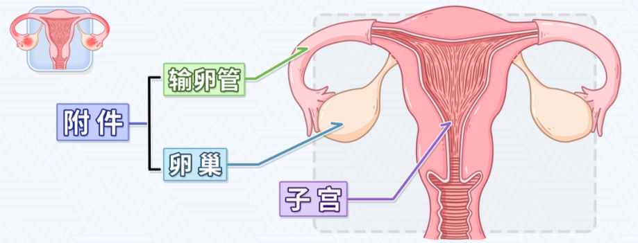 高翠霞：妙手仁心，中醫(yī)巧治盆腔炎