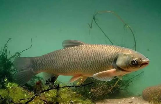 生吞魚膽會導致肝腎衰竭嗎 生吞魚膽有哪些危害