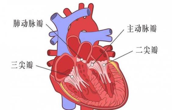 心臟瓣膜病可以吃鵝蛋嗎 心臟瓣膜病可以吃姜嗎