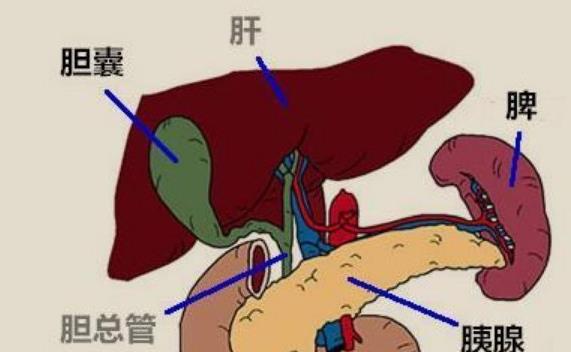 膽結(jié)石掛什么號(hào) 膽結(jié)石平時(shí)要注意什么