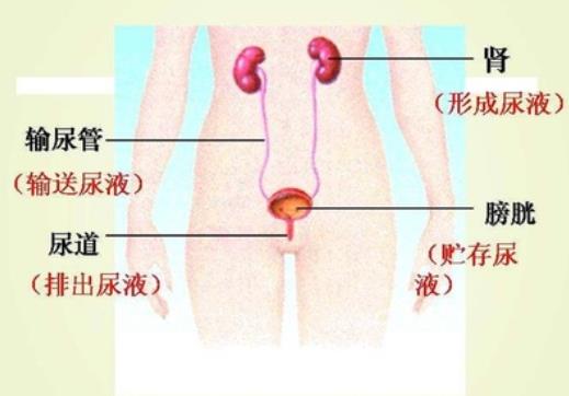 慢性膀胱炎吃什么藥 膀胱炎多久能治愈