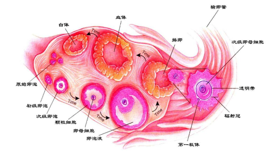 卵泡發(fā)育遲緩怎么辦 吃什么有助于卵泡長(zhǎng)大