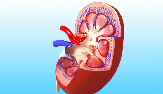 狼瘡性腎炎能喝酒嗎 狼瘡性腎炎能吃什么